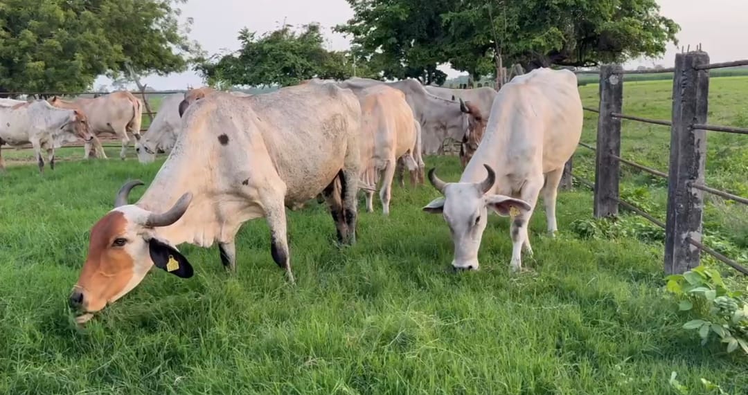 La mosca del gusano barrenador deposita sus huevos en heridas abiertas de animales. | Foto: Especial