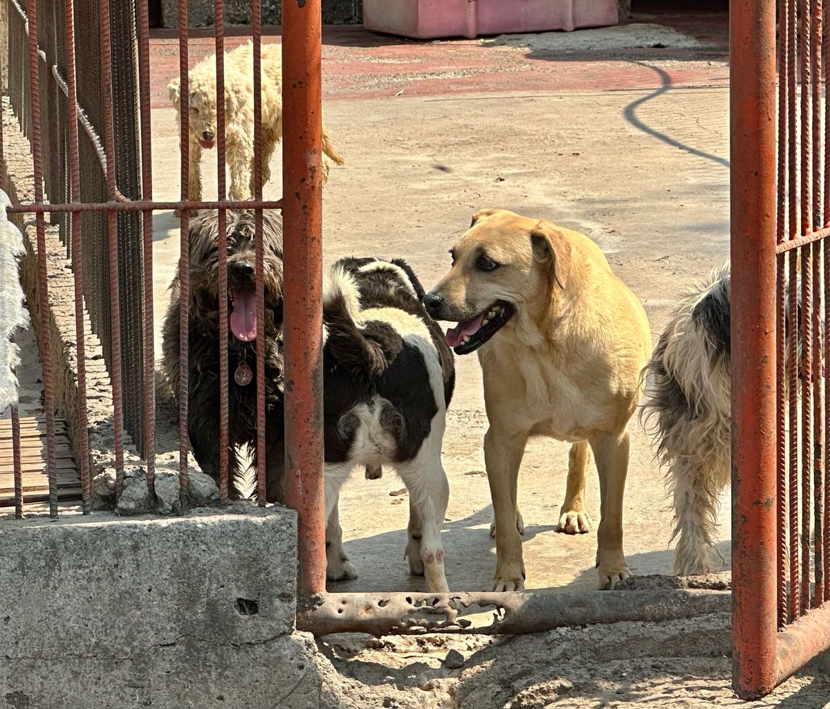 Hay cerca de 1,500 perros en el Refugio Franciscano | Marién Estrada