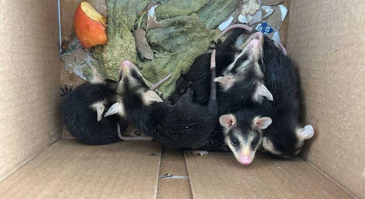 Tlacuaches serán rehabilitados en Pachuca. (Especial)