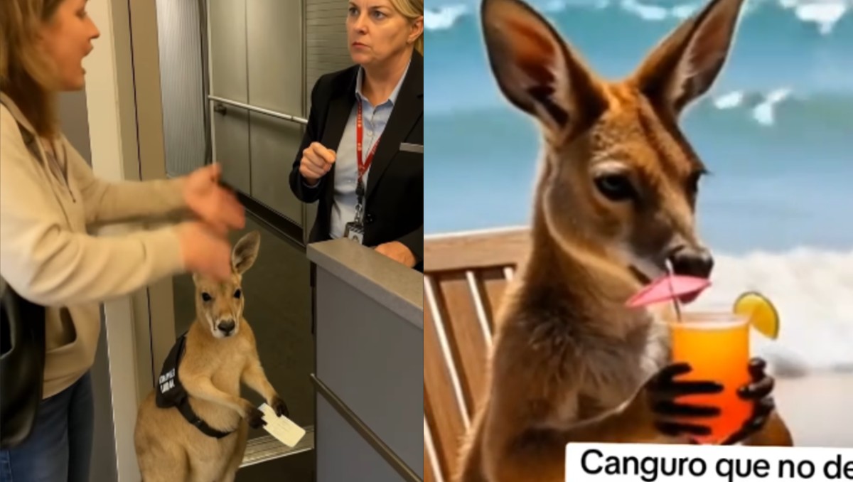 Viralizan nuevo video del canguro hecho con IA | Especial