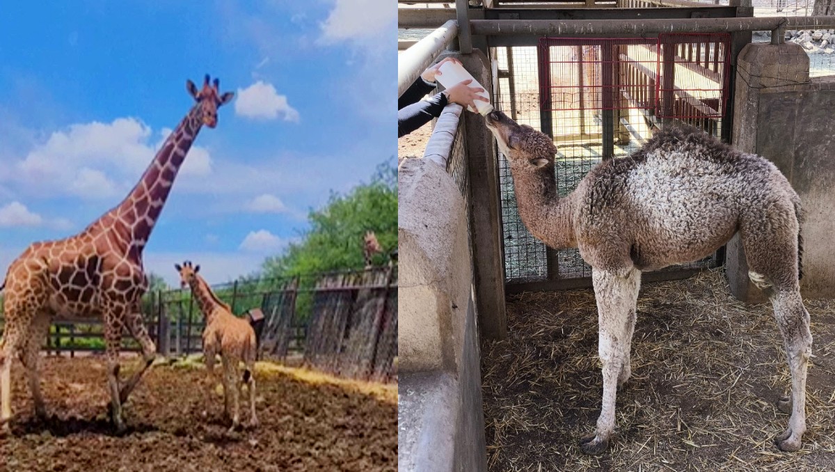 Zooleón anuncia nuevas crías de dromedario y jirafa | Especial