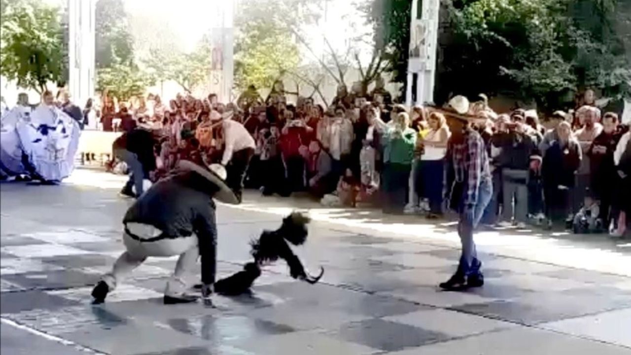 Denuncian pelea de gallos en escuela primaria de Mineral de la Reforma, Hidalgo