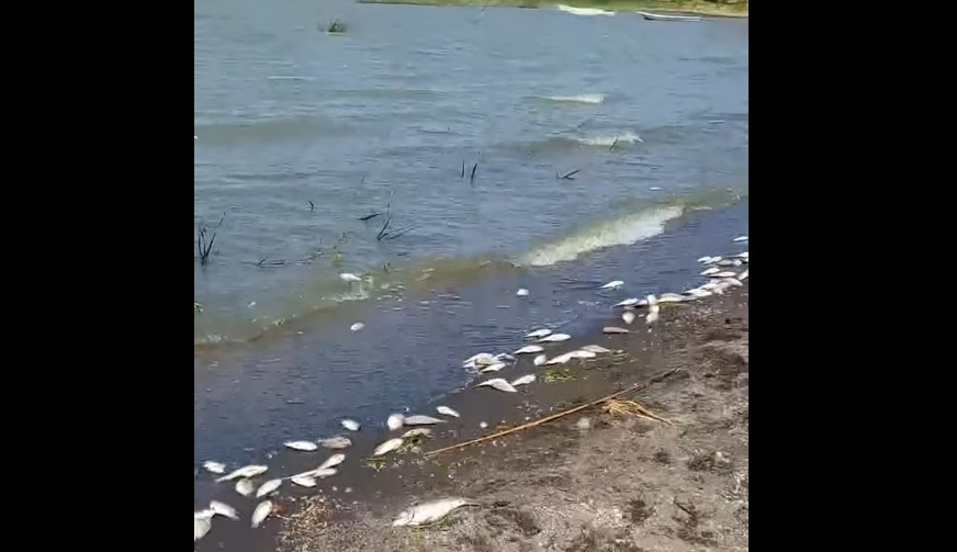 Peces muertos en el Lago de Chapala. (Usi Toledo)
