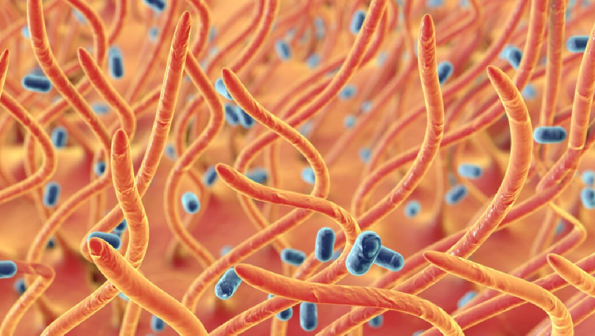La tos ferina es una enfermedad bacteriana aguda. | Especial