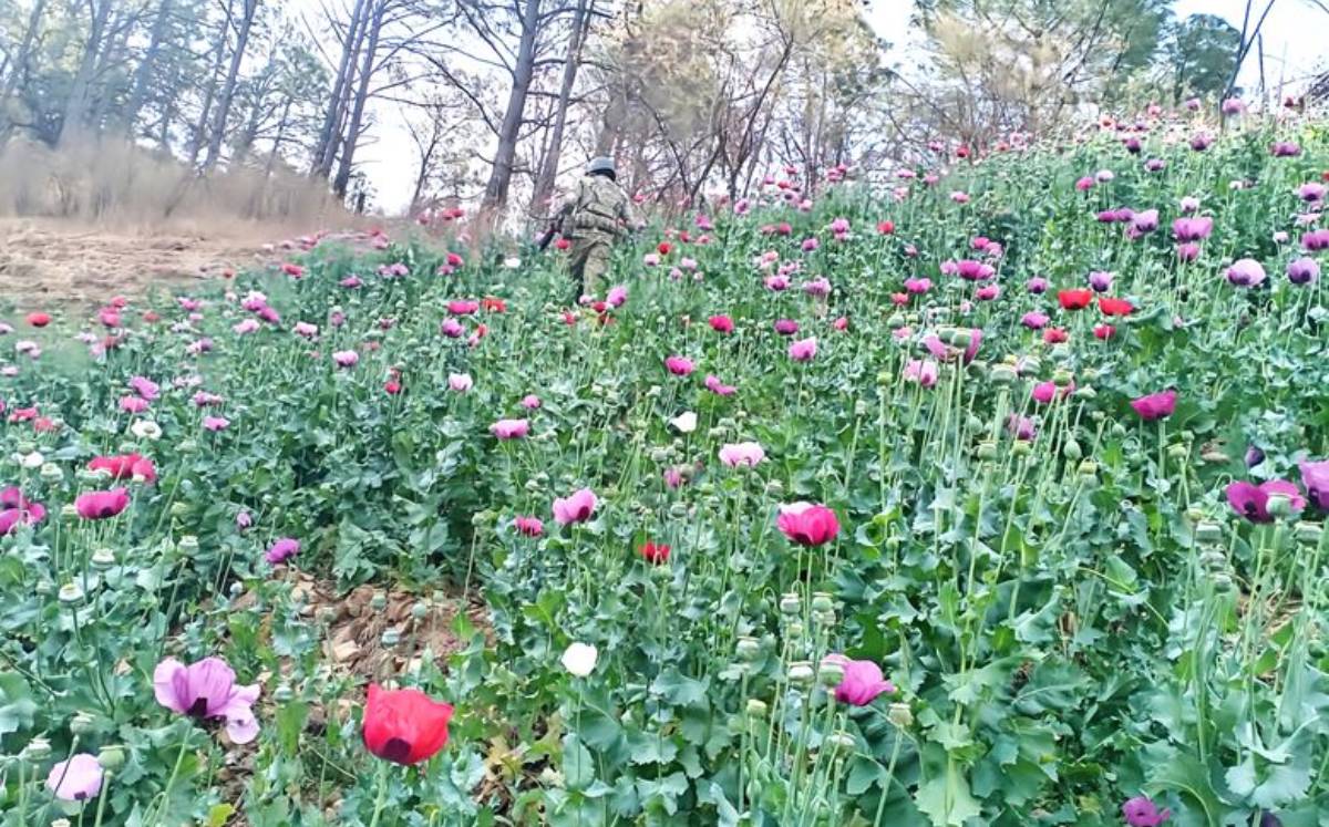 Estas acciones forman parte del combate contra la producción de drogas en México | Especial