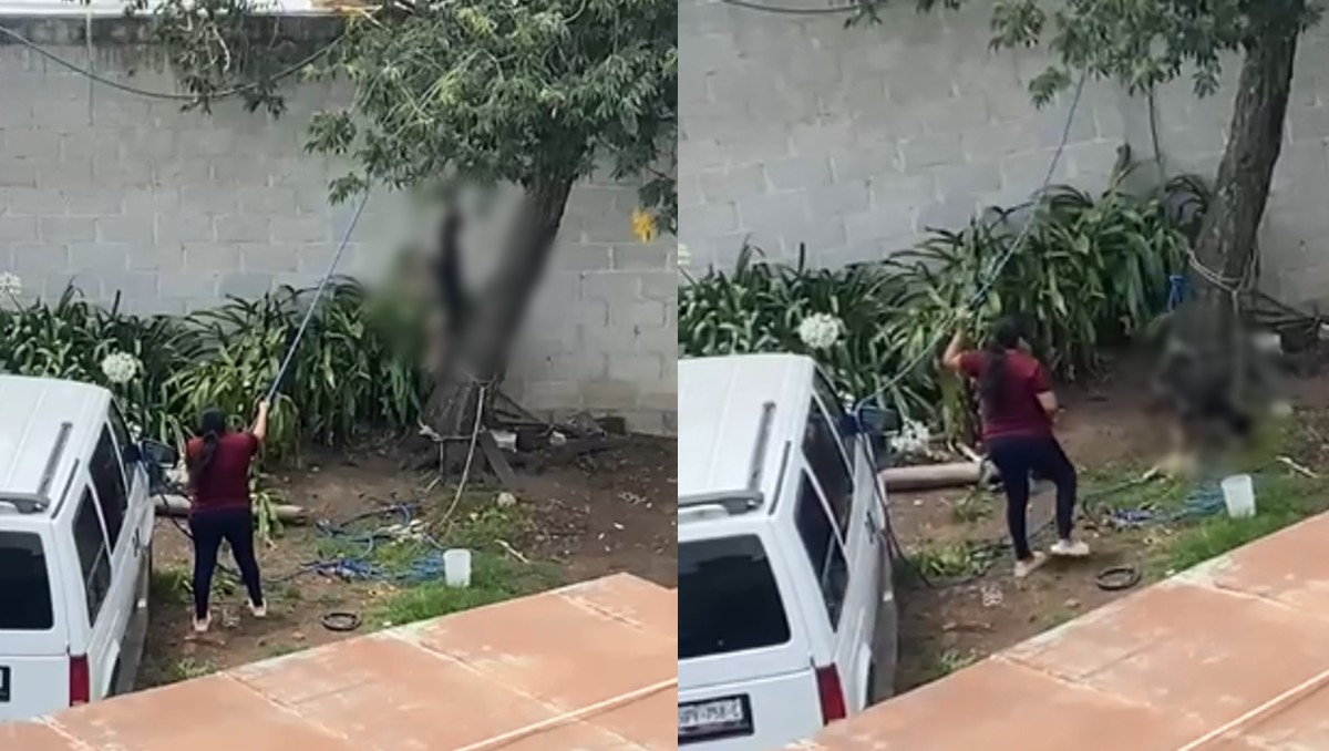 Durante el año en curso, se han contabilizado 80 denuncias por maltrato animal en Tulancingo