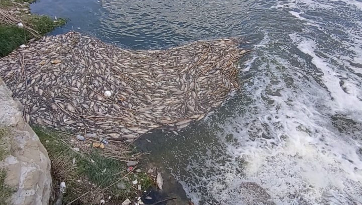 Ciudadanos vieron a los peces muertos flotando en la orilla del río Pesquería.