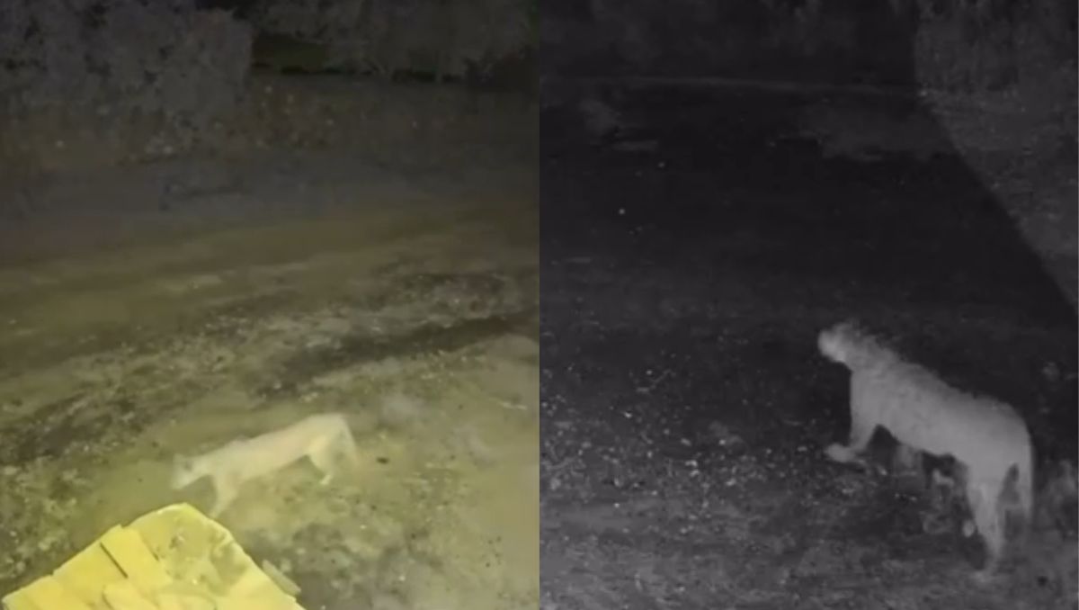 Cámaras de seguridad captaron al puma caminando por la zona. | Especial