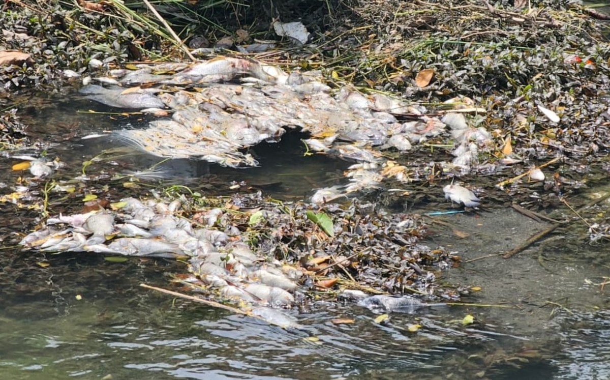 Investigan muerte de peces en canal de El Mante, Tamaulipas