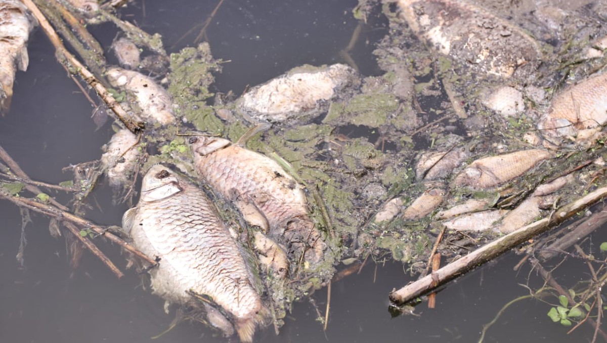 Miles de peces fueron hallados muertos en el río Pesquería. Foto: Luis Guerra