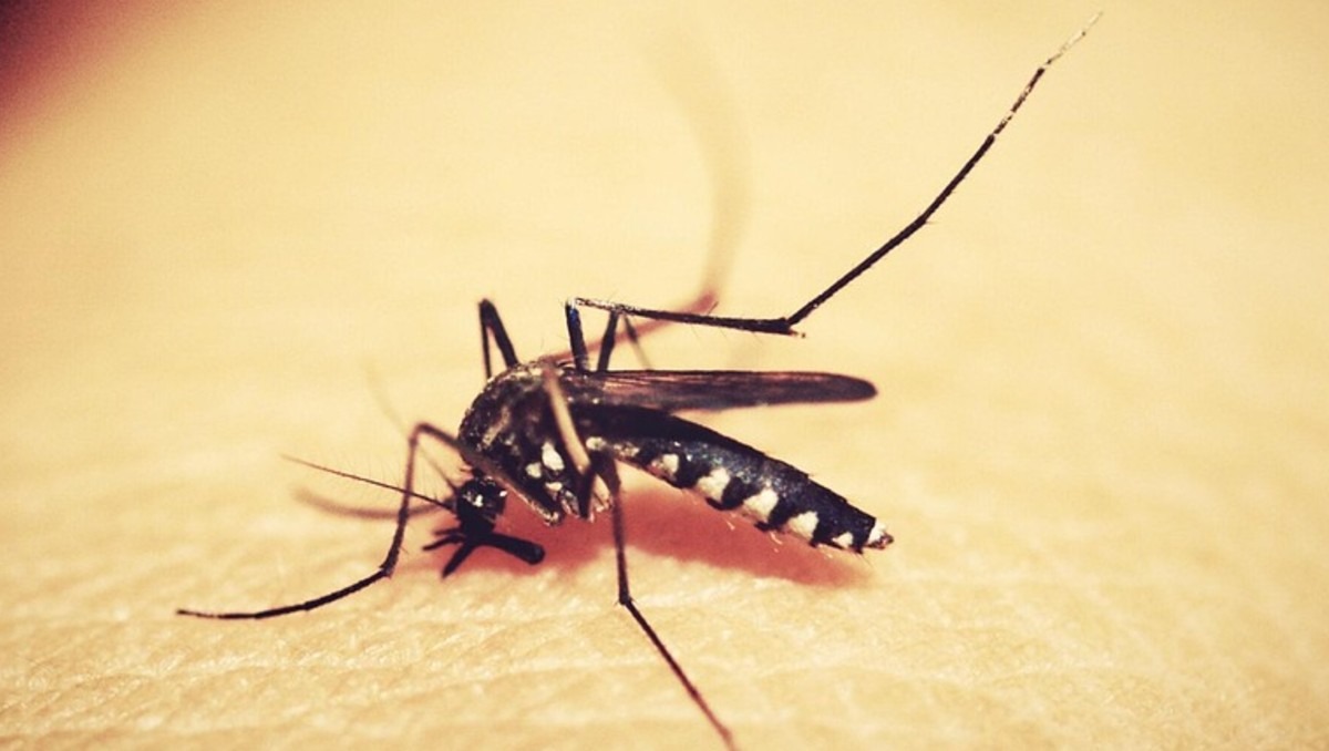 El Secretario de Salud recomendó qué tomar en caso de contagio de dengue.