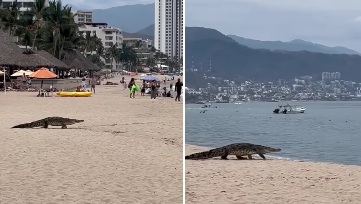 Video muestra a cocodrilo en playa de Puerto Vallarta (Especial)
