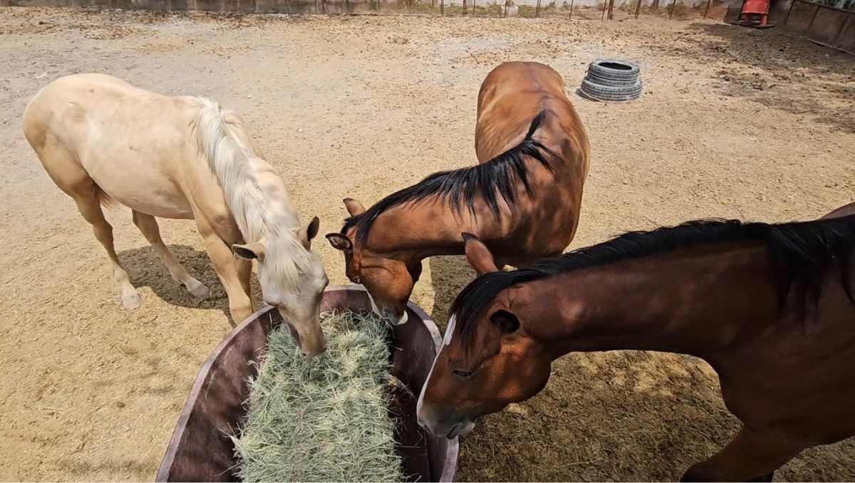 En la zona se han reportado al menos 6 robos similares de caballos y yeguas. | Especial.