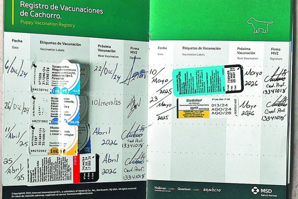 Pluma y sello, lo necesario parafalsificar registros de vacunas