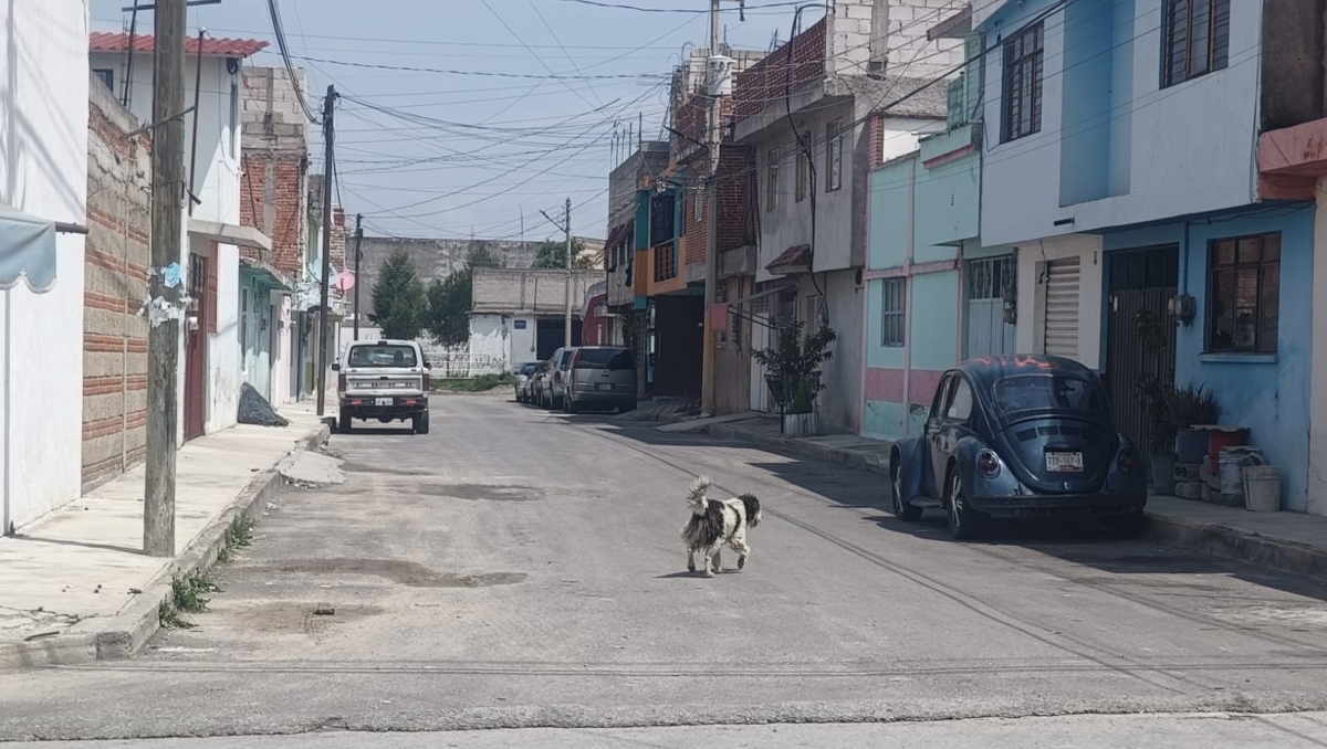 Envenenamiento de perros en Puebla temen que facilite robo a casas | Nancy Camacho