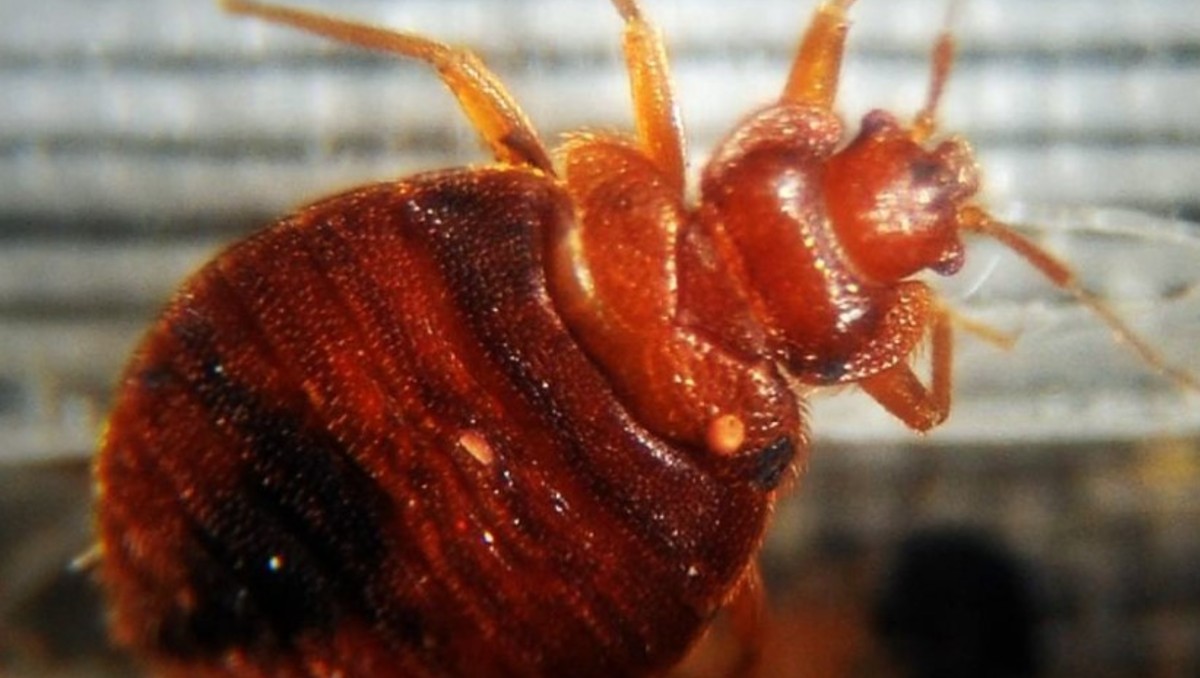 Los insectos suelen alojarse en algunas partes del hogar.