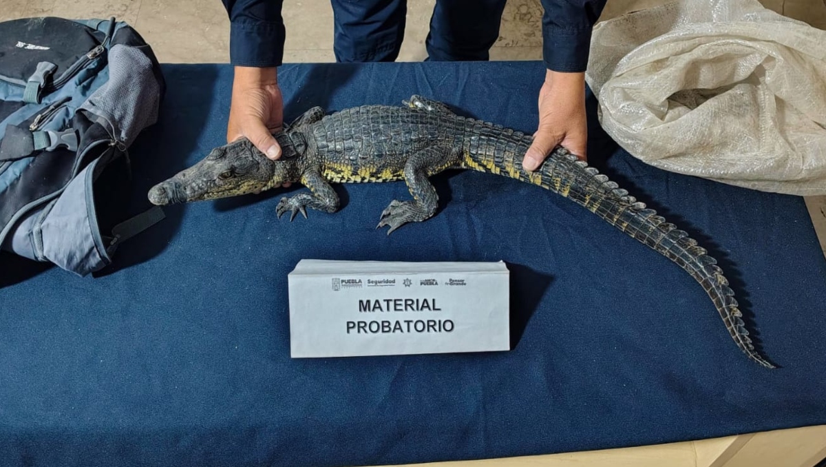 Hallan cocodrilo en Zócalo de Puebla: es resguardado por la Profepa | Especial