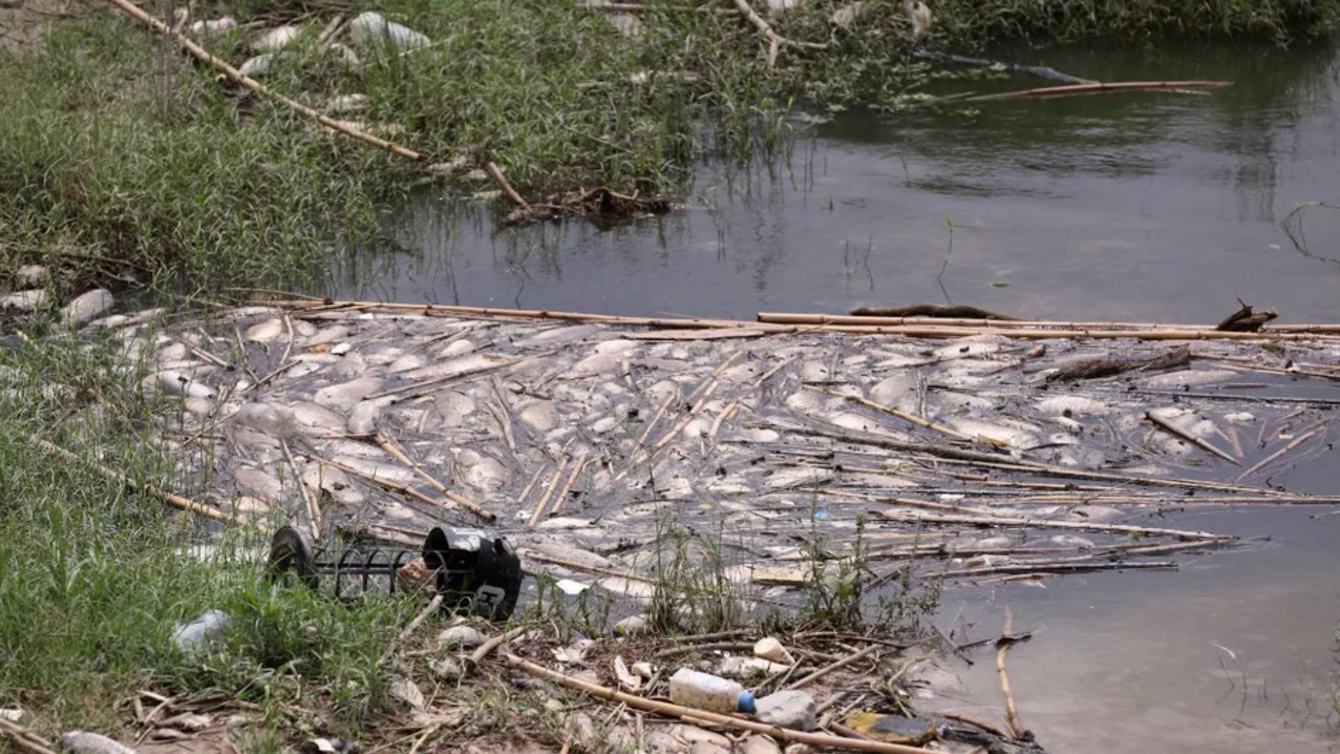 Parques y Vida Silvestre investiga contaminación en Río Pesquería tras hallazgo de peces muertos