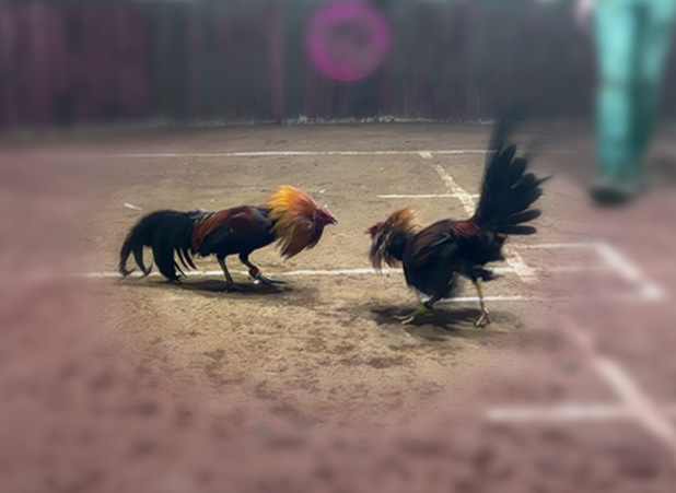 Pelea de Gallos | Noé Zavaleta