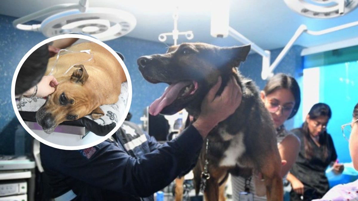 Esta es la primera vez que un perro de la Unidad K9 de las FSPE realiza este tipo de actos de solidaridad, en el que le salvan la vida a otro canino.