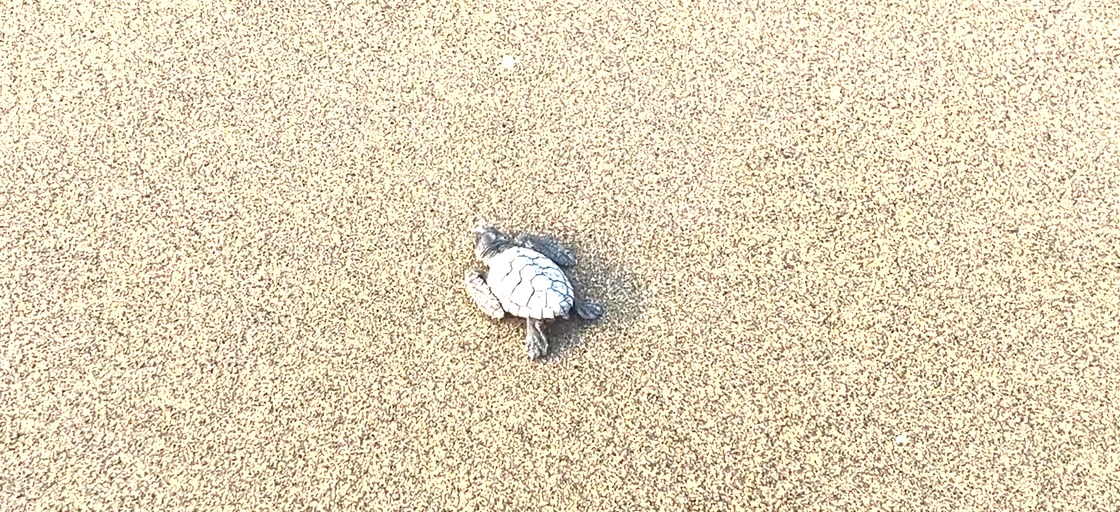 Al menos 15 crías de tortuga fueron liberadas en la playa de Coatzacoalcos, Veracruz. | Foto: Especial