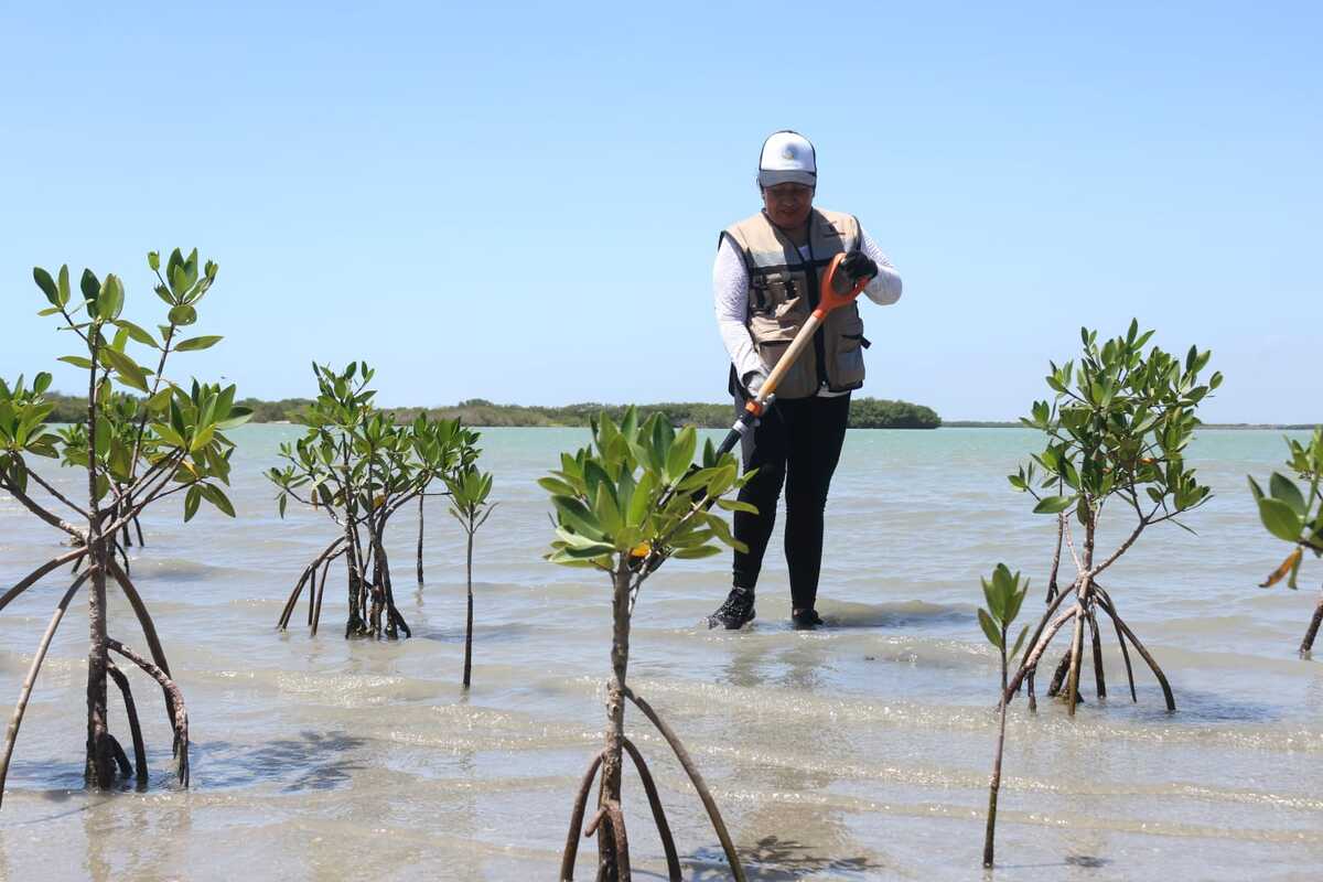Tamaulipas reforesta manglares y premia talento infantil por el Día del Medio Ambiente