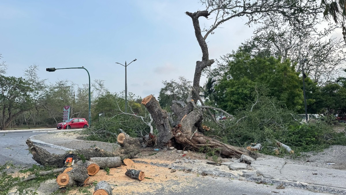 El árbol se desplomó en un terreno a un costado del bulevar Fidel Velázquez. (Alberto Cano)