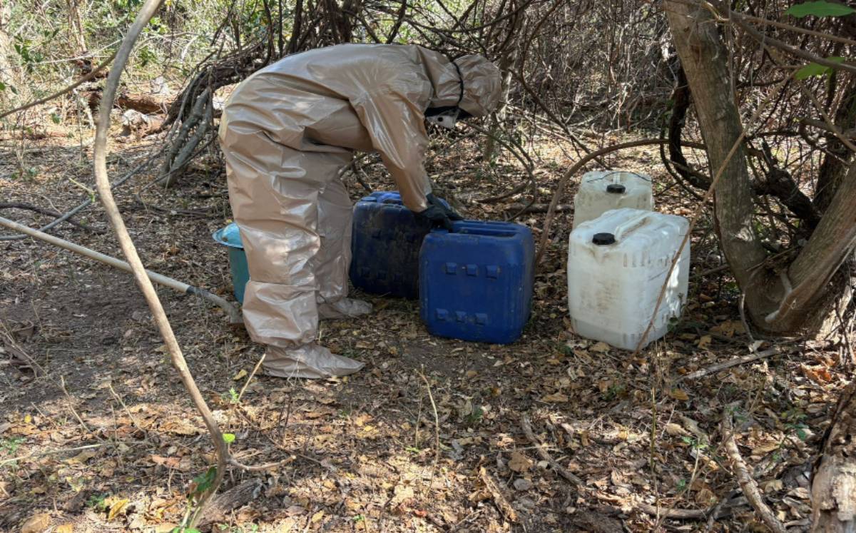 Decomisan drogas en Sinaloa | Especial