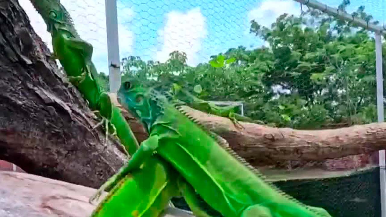 En Oaxaca, alumnos logran incubar la primera nidada de 380 huevos de iguana “verde”