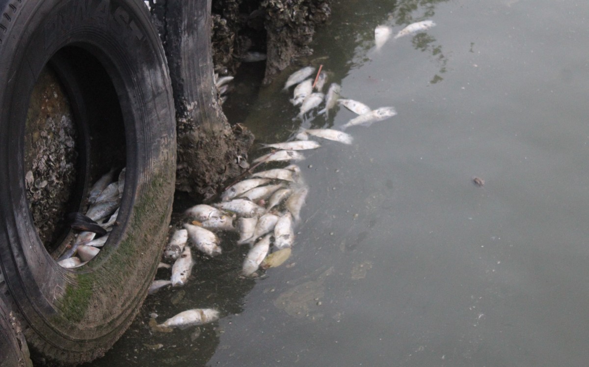 Peces muertos en Río Pánuco despiden desagradables olores fétidos |Archivo