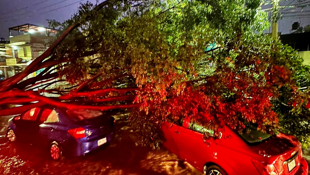 León suma cientos de árboles caídos tras temporal de lluvias | Especial