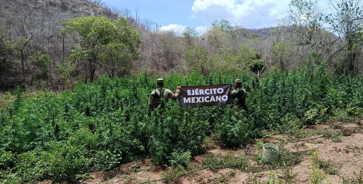 Militares desmantelan sembradíos de mariguana durante un operativo en Michoacán. | Foto: Especial