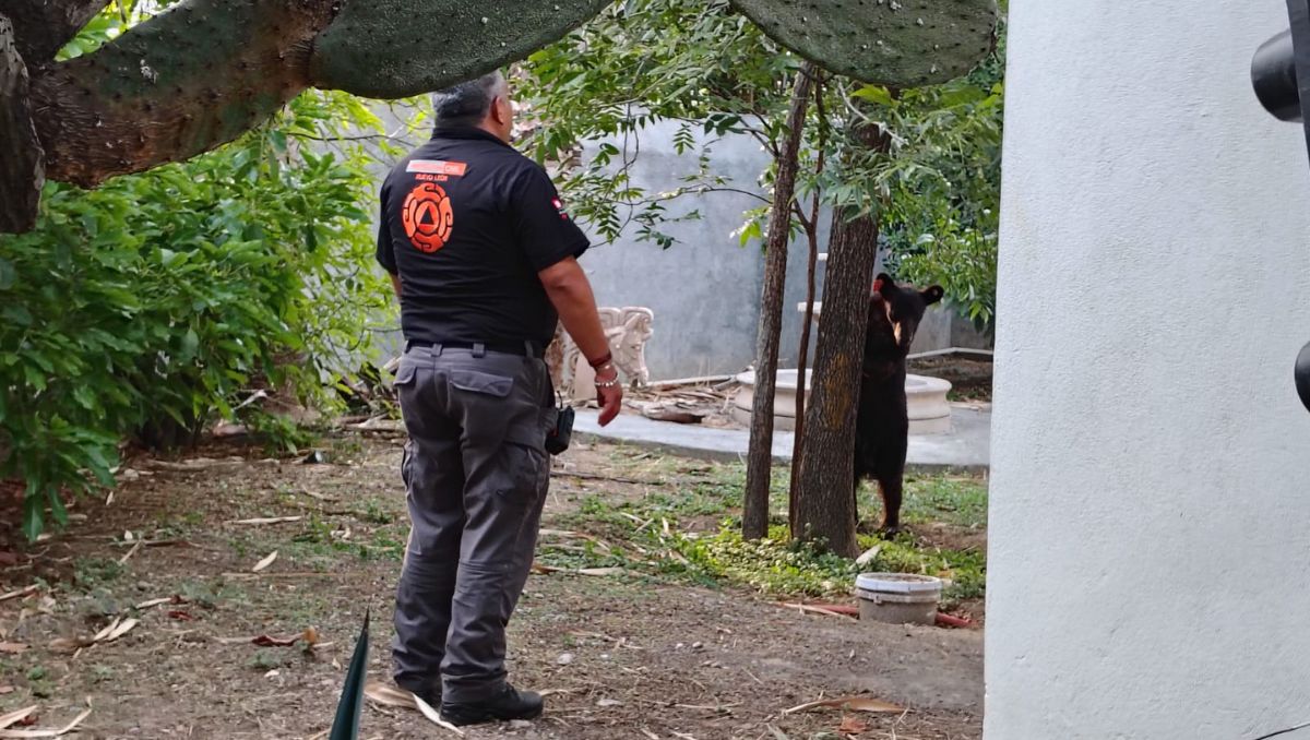 El osito estaba en una vivienda de la calle Monte San Elías | Agustín Martínez