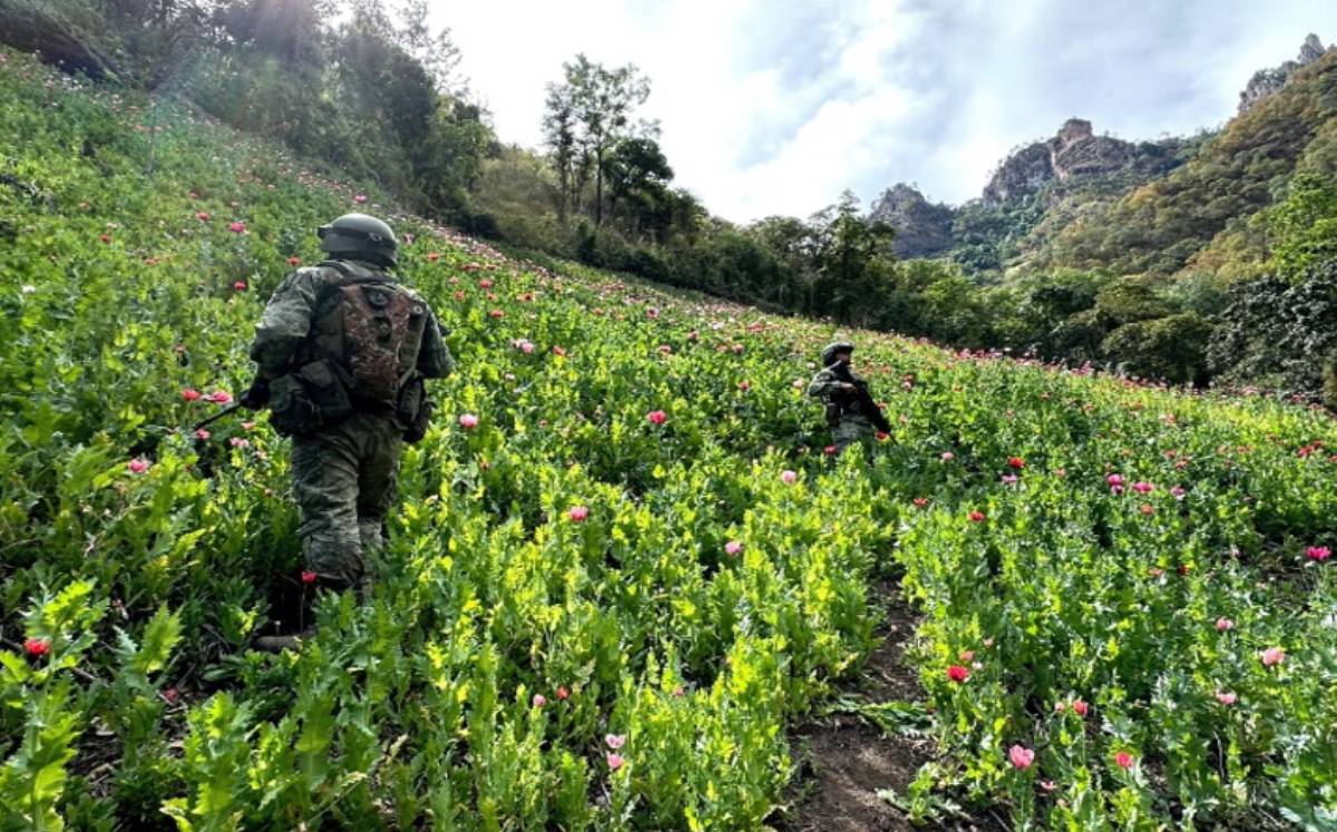 Autoridades destruyen campos de amapola para el combate a la producción de drogas | Especial