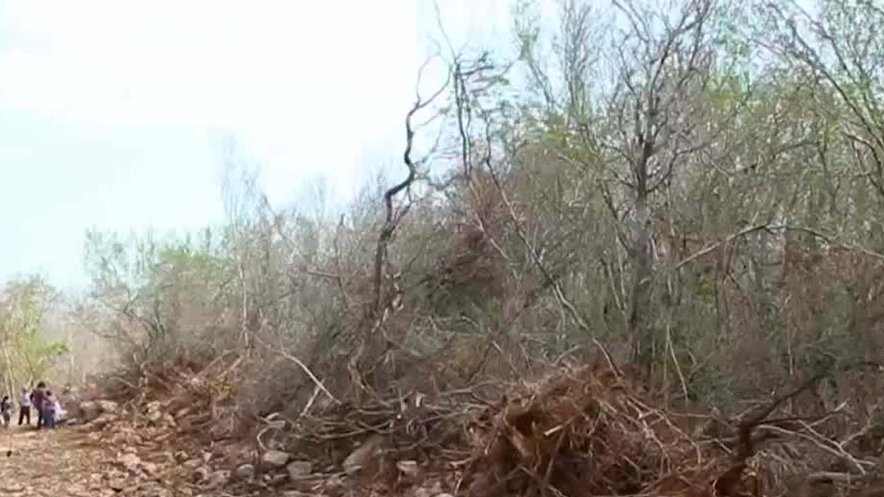 Comunidad Maya en Yucatán denuncia tala ilegal en Misnébalam