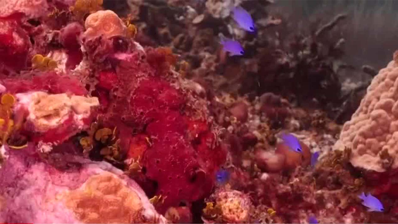 Oceana pide una zona de salvaguarda en el Golfo de México | Milenio Hábitat