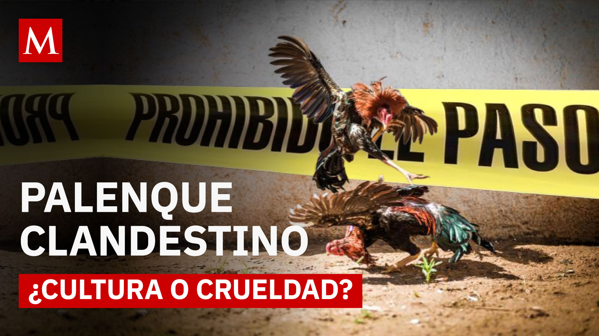 Entre sangre y tradición: el mundo oculto de las peleas de gallos