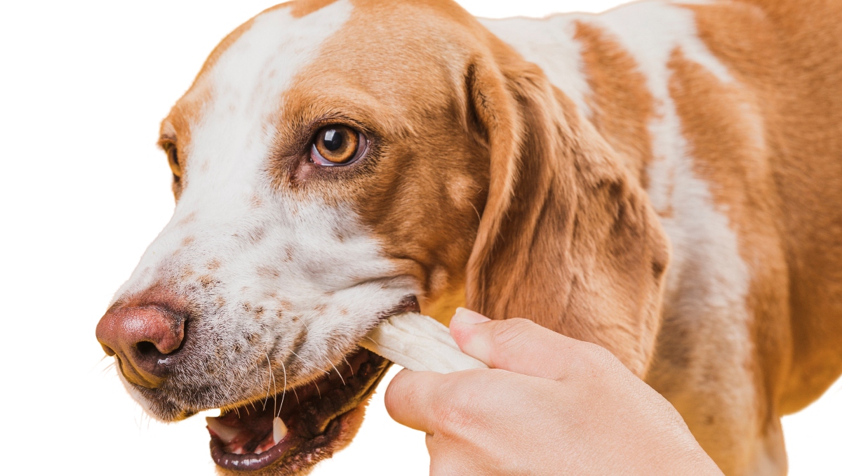 Adolecente muere al alimentar jauria de perros | Especial