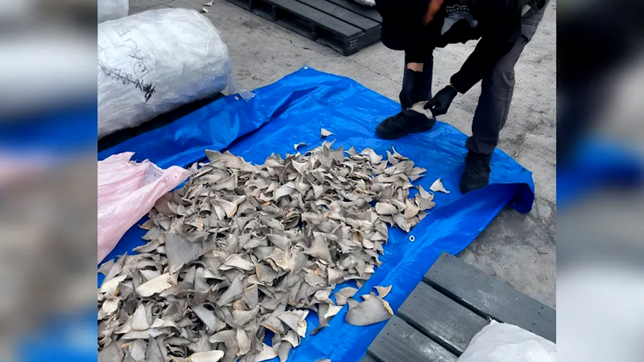 Autoridades aseguran cargamento ilegal de aletas de tiburón con destino a China