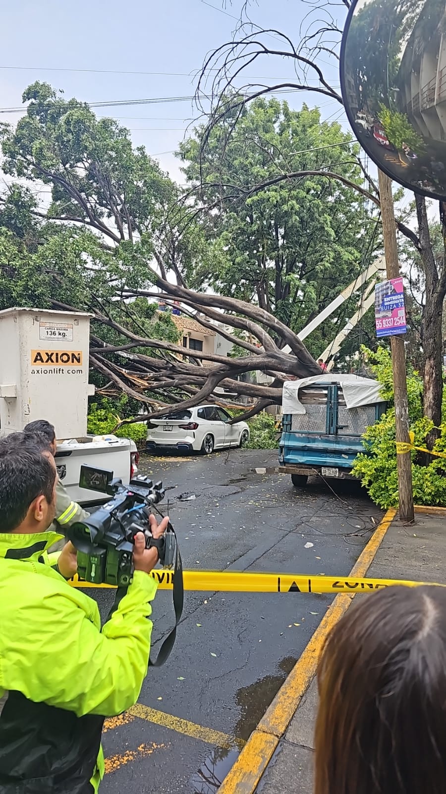 Cae árbol en la Ciudad de México.  (Foto: especial)