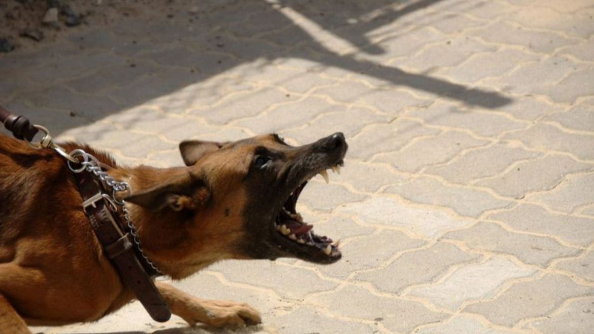 En Coyotepec, ataque de perros deja dos heridos de gravedad