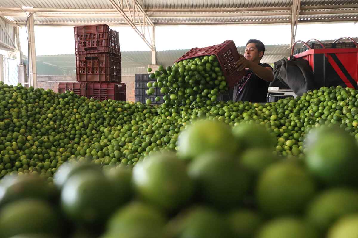 Elementos de la GN y el Ejército han desplegado planes de recuperación de la producción de limón en Michoacán | Jesús Quintana
