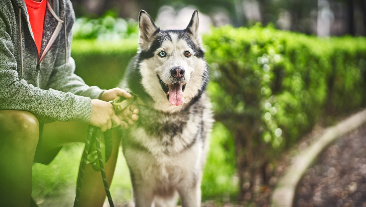 Estrés en mascotas: síntomas, causas y cómo reducirlo