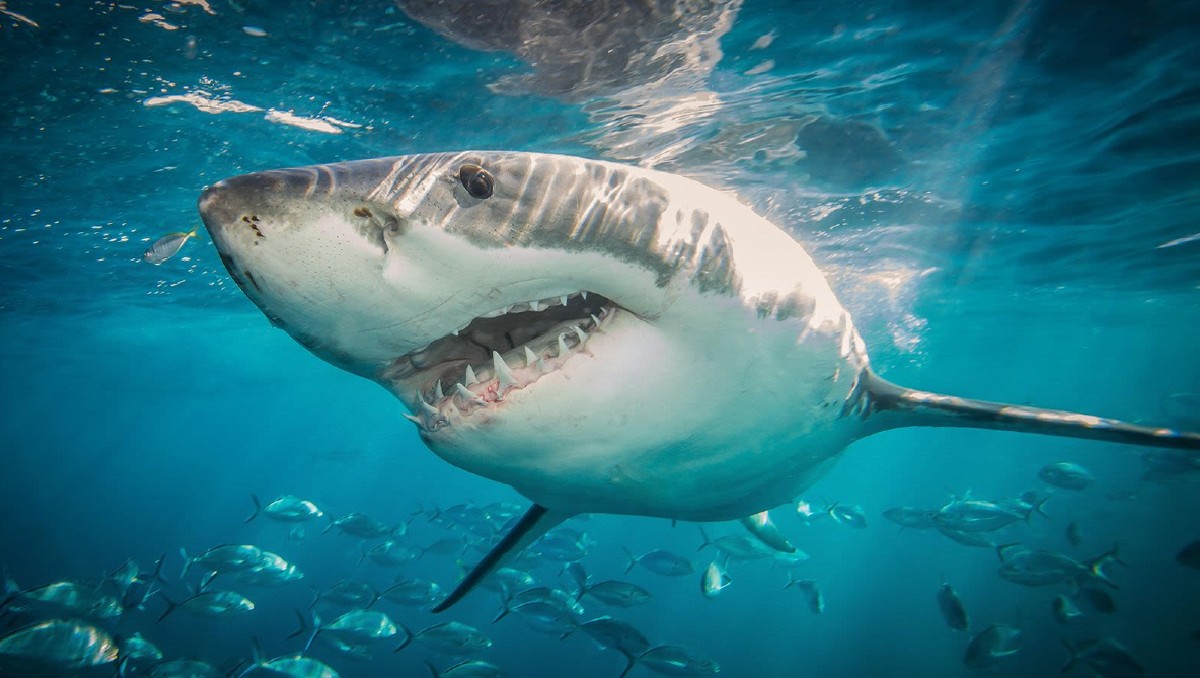 Tiburón mordió a una niña de 9 años en Florida | Especial