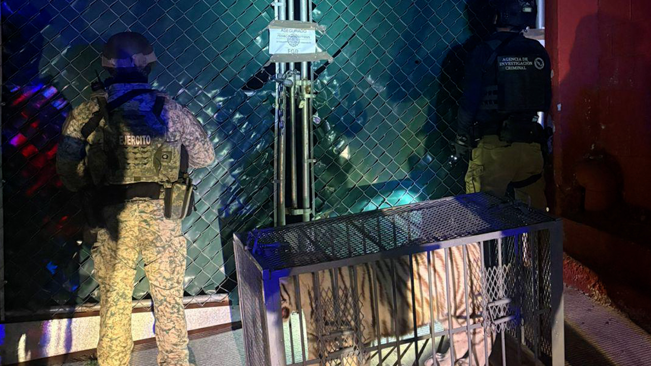 FGR rescata a tigre blanco en Tijuana; el segundo caso en dos meses