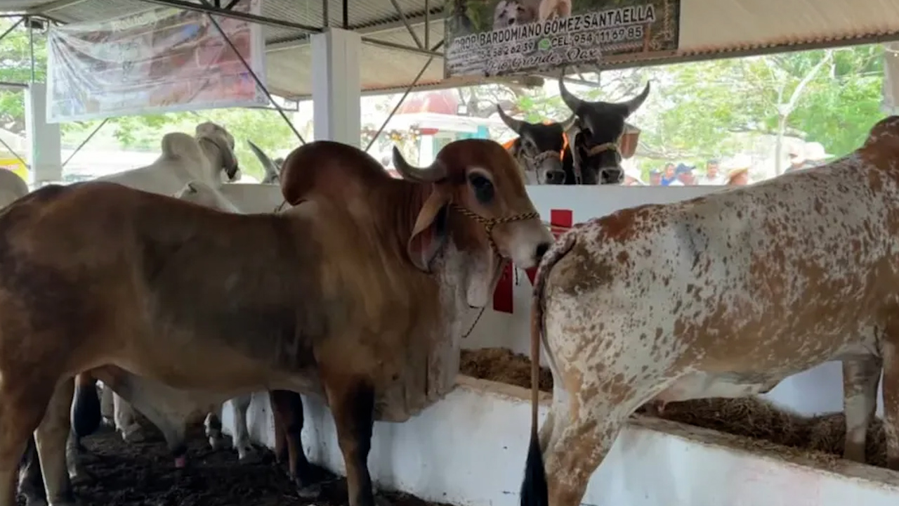 Gusano barrenador deja afectaciones económicas en la Costa de Oaxaca; suman 23 casos