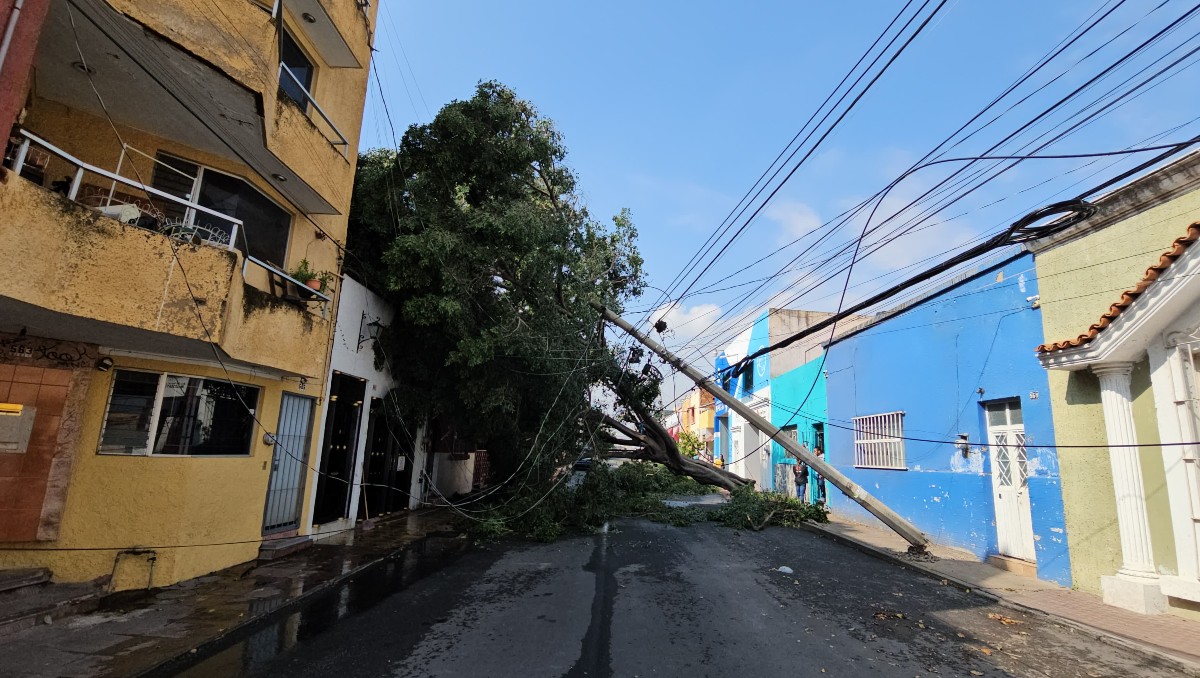 Pese a reporte de árbol riesgoso, Guadalajara no atendió y cayó este jueves (Juan Carlos Munguía)