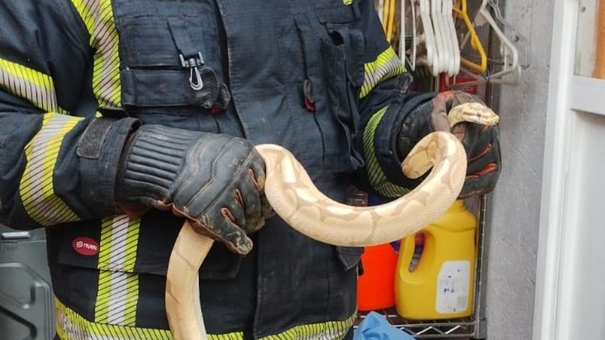 Presuntamente el reptil habría hallado resguardo en la zona de lavado. | Foto: Bomberos CdMx