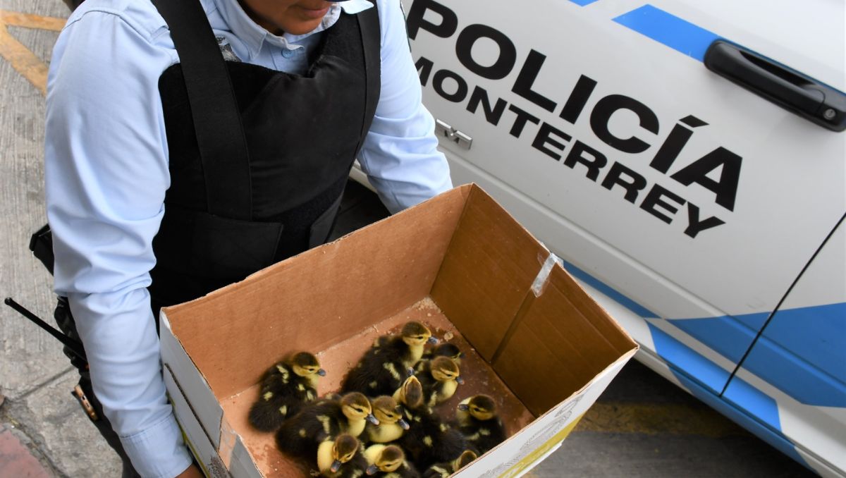 El rescate ocurrió sobre la calle Zaragoza. Foto: Especial