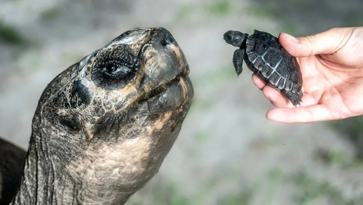 Una tortuga gigante de Galápagos se convirtió en padre